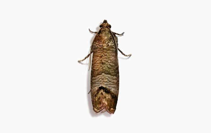 Cydia Pomonella