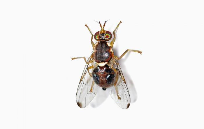 Mosca da Azeitona