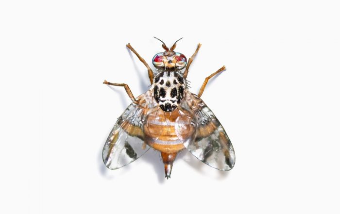 Mosca da Fruta